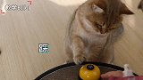 猫咪也能学会按铃要饭？老猫犟嘴死活不学，小猫几次就学会！