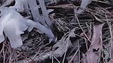 很多人一辈子都没见过，传说中的冥界之花，这么接地气