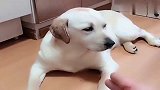 狗狗老大不会演装死被揍，拉布拉多赛文：笨孩子，跟我学！