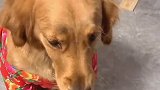 金毛：主人不要停，我还要！