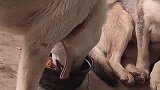 狗子：不吃就不吃，我可是要面子的！