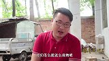 小伙伴玩“老鹰捉小鸡”游戏，结果燕子却被小伙伴嫌弃，为什么？