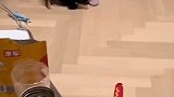 狗子正在撕扯拖鞋，铲屎官敲木鱼让其静心