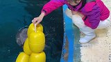 抖到蓬莱八仙过海 桃子小姐姐 又来陪小海豚玩耍了