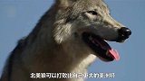 欧洲狼差点被猞猁赶尽杀绝，醒悟后实施三大战略，轻松绝地反击
