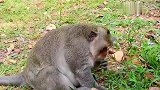 猴王一闪而过，好像发现了什么！