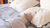 坚持不懈的努力下，猫咪过上了她梦寐以求的生活
