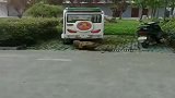 这不是一只流浪狗, 它是被主人遗弃的, 曾经它也非常漂亮