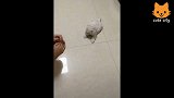 小猫躺在玩偶鱼的身上，眯着眼睛翘着尾巴，姿态舒适又安逸！