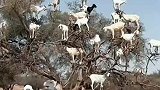传说中的白杨树长满了羊