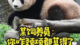 原来大熊猫也怕被人说胖，下面发生的一幕，我实在是忍不住了