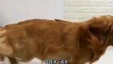 这应该是我见过最欠揍的金毛