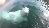 皮划艇运动员相机不慎落水 竟被白鲸拾得归还求奖励
