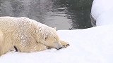 下雪天，北极熊出来赏雪，忍不住尝尝味道