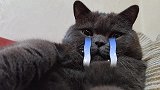 《菠小萝的操心喵生》第12集，我的妈妈会冬眠