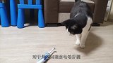 猫咪遇到电动牙刷居然会大打出手这是什么仇什么怨