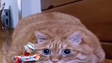 爸爸养了5个月的猫咪，长成这样，回家后都不认出！