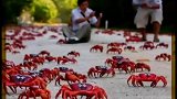 圣诞岛红蟹迁徙