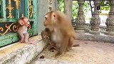 史上最称职猴妈，把小猴子照顾得太好了，特别是这表情，简直无敌