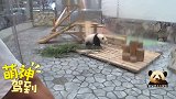 熊猫天线宝宝被奶妈关在房间好委屈：别忙活了，来和我玩呀！