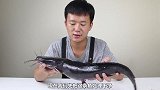 鲶鱼的特色做法，鱼肉麻辣鲜香，油而不腻，看着就好吃