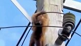 猴子在高压线秀操作，一阵烟雾飘过，瞬间泼猴被烧成“火猴”！