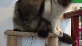 猫：你俩打架吧，我就在旁边看着！