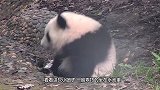 熊猫宝宝受委屈了，哭唧唧地找奶爸求安慰，这也太可爱了吧