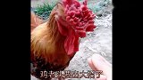 我家大公鸡，一言不合就打人，再也不怕有坏人了