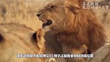 霸气狮王横扫鬣狗老巢，4条鬣狗当场丧命，鬣狗群惨遭失獅群血洗