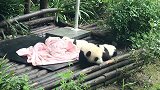 这熊猫宝宝不要翻身了，都压着旁边的小伙伴了！