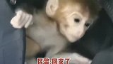 猕猴幼崽刚出生就遭遗弃，民警以警帽为摇篮帮其找妈妈