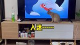 小猫咪看电视都那么入迷的嘛？头发都被拔秃了还没反应！！！动物图鉴 猫咪的迷惑行为