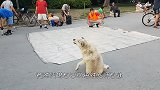 这只流浪狗身体里住着一个“舞王”啊！路过的人纷纷停下围观