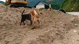 土狗打架真凶，主人拉都拉不开非要使用暴力，土狗堪比比特犬