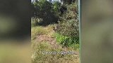 老外误入黑熊领地，激怒黑熊，一番撕咬后被拖到笼内“享用”！