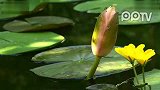 [延时摄影]盛开的睡莲