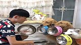 把最后馒头留给狗狗们太感动了，竟然给自己留烤鸭，扎心了