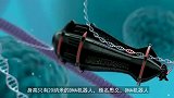 华裔科学家研究机器人，能进入身体，带走垃圾