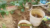 蔓性风铃花的养殖方法和注意事项