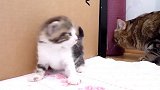 软萌的小猫咪上线，这可爱的样子，真是可爱极了！