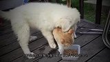 猫咪在主人怀里睡觉，狗狗看后吃醋了：你给我下来