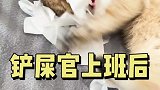 当你上班后，小猫咪在家会做些什么？
