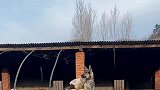 在牛圈拍到这样一幕，小牛跟狗子竟在亲亲
