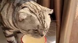猫：铲屎官真爱管闲事，喝口水都要管着我！