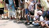 猴子握握手。