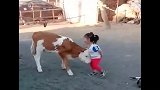 农村家长让孩子穿红衣服跟牛玩，女孩子不值钱吗