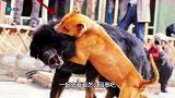 中国藏獒和美国比特犬相比，谁能够更胜一筹，看完就明白了