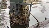 国外的水中诱捕装置，据说可以捕猎野鸭