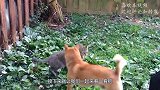 作死猫咪狂扇母鸡耳光，母鸡当场气炸毛，镜头记录搞笑画面！